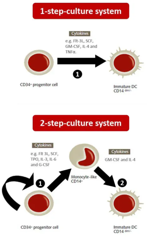 FIGURE 1.3 | Generation of dendritic cells using CD34 +  umbilical cord blood hematopoietic  stem cells as a starting population
