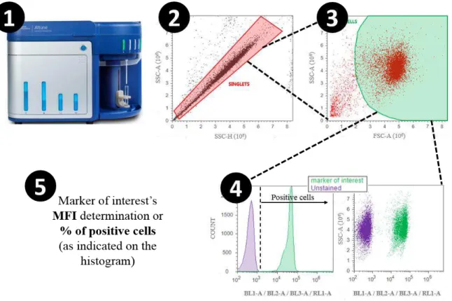 FIGURE 2.1 | Gating strategy for flow cytometry assays. The scheme represents all the steps  between placing a cell suspension on the flow cytometer and data acquisition