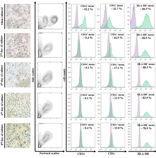 FIGURE 3.2 | Differentiation of monocytes obtained from cryopreserved UCB into dendritic  cells