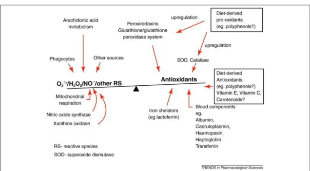 Figure 1.1. The approximate balance of antioxidants and reactive species in vivo.(13)