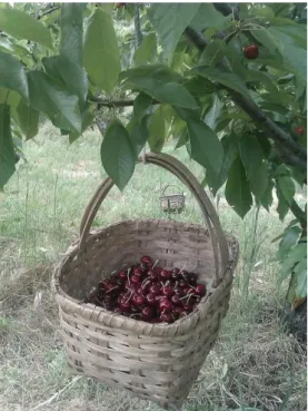 Figure 1.6. Cherries (Prunus avium) from Saco cultivar collected in “Cova da Beira” region, Portugal.