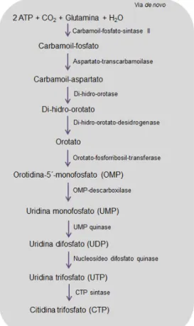 Figura 2 - Via de novo de pirimidinas. 