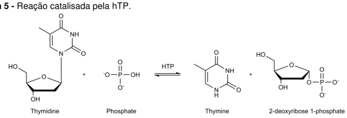 Figura 5 - Reação catalisada pela hTP. 