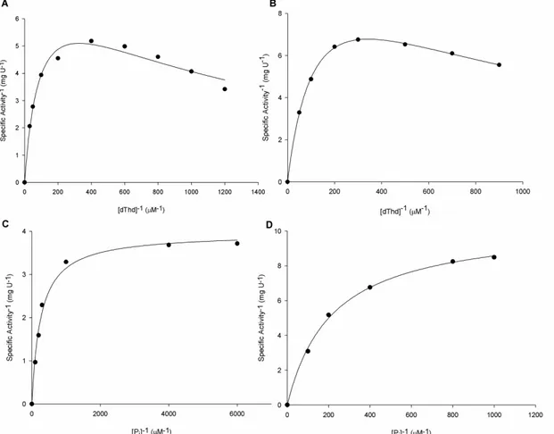 Figura 14 - Constantes cinéticas aparentes em estado estacionário. A) Atividade específica (U mg -1 )  versus  [dThd]  (µM)  para  o  precursor