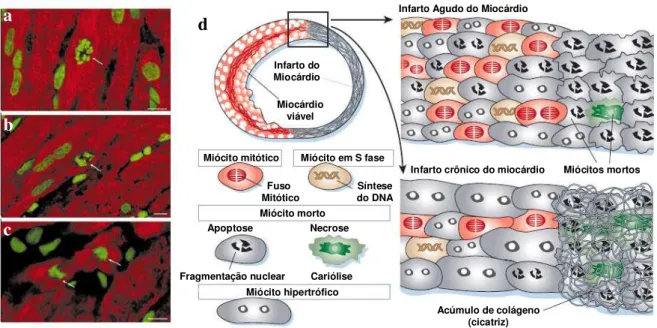 Figura 7 -  a-c:  estágios  de  mitose  em  miócitos  humanos.  Metáfase  (a),  cariocinese  (b)  e  citocinese (c): fluorescência verde (iodeto de propídio)