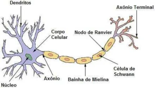 FIGURA 1. Esquema representativo do neurônio. 