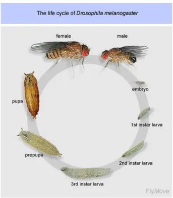 Figure 1.1. Drosophila life cycle. Adapted from Weigmann et al., 2013. 