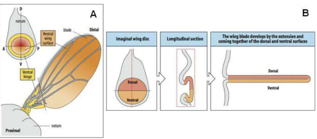 Figure 1.3. The wing imaginal disc gives rise to the adult wing and notum.  (A) Schematic representation of  the  wing  disc  regions  and  boundaries  (A:  anterior;  P:  posterior;  D:  dorsal;  V:  ventral)  and  the  corresponding  regions in the adult