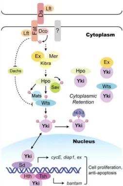 Figure 1.7. The Hippo pathway in Drosophila. Adapted from Zhao et al., 2010. 