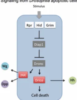 Figure 1.8. Signaling from  Drosophila apoptotic cells.  A stimulus leads to the activation of the pro-apoptotic  genes  rpr,  hid  and  grim  whose  products  bind  to  and  inhibit  Diap1