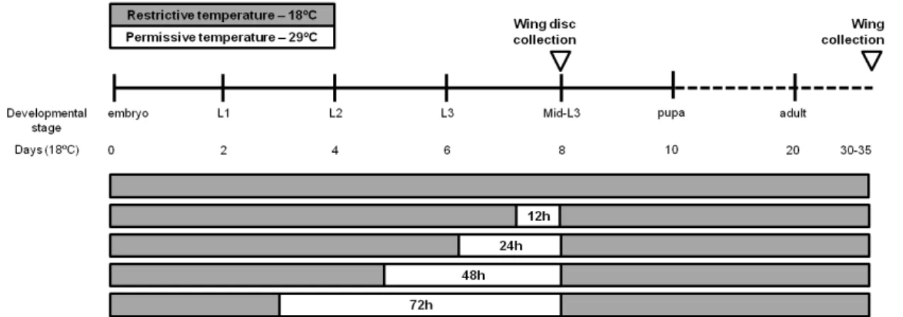 Figure 2.1. Temporal control of grh expression. After 3, 5, 6 or 7.5 days at 18ºC, the larvae were incubated at  Gal4  permissive  temperature  (29ºC)  for  different  periods  of  time  (0h,  12h,  24h,  48h  and  72h,  respectively)  to  achieve differen
