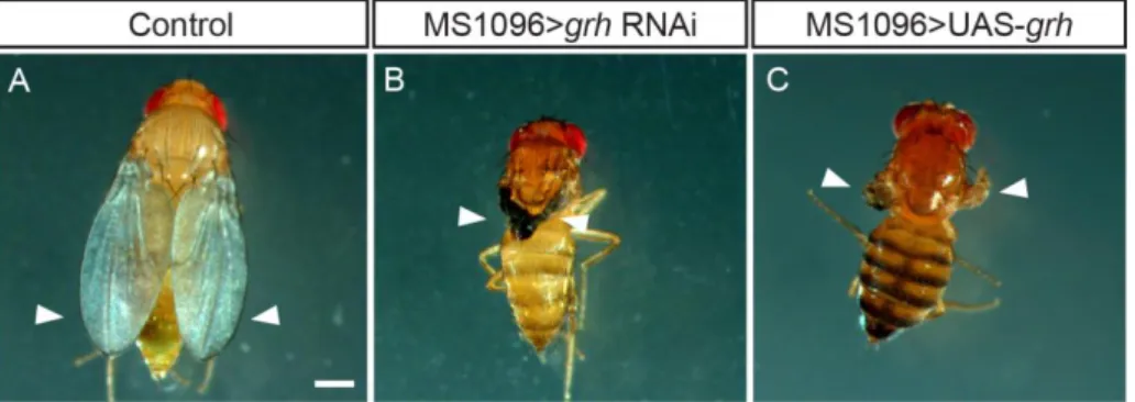 Figure 3.1. Manipulation of grh expression levels specifically in the wing imaginal disc leads to defects in  the  Drosophila  adult  wing