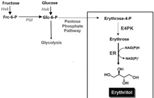 Figure 1.4- Pathway of erythritol biosynthesis in yeast.  Abbreviations: Hxk (hexokinase), Frc-6-P (Fructose- (Fructose-6-phosphate),  PGI  (Phosphoglucose  isomerase),  Glc-6-P  (Glucose-6-phosphate),  E4PK   (Erythrose-4-phosphate  kinase),  ER  (Erythro