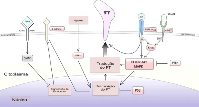 Figura 4. Regulação da expressão do FT no câncer.  