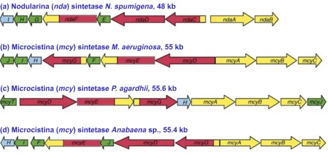 Figura 1 - Agrupamento de genes responsáveis pela síntese de MCYST e nodularina. (a) Nodularia spumigena, (b)  Microcystis  aeruginosa,  (c)  Plankthotrix  agardhii  e  (d)  Anabaena  sp