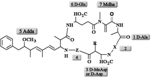 Figura 2 – Estrutura química geral da MCYST (SILVA-STENICO et al., 2009) 