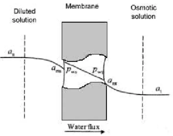Figure 2.1. Water activity profile in the OE process (Alves, Koroknai, Bélafi-Bakó, &amp; Coelhoso, 2004) 