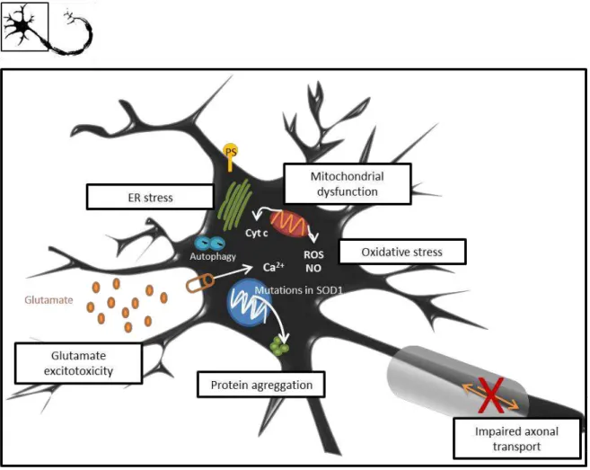 Figure I.2.  Molecular mechanisms leading to compromised homeostasis of MNs in ALS. Motor neuron (MN)  injury is believed to be a result of multiple dysfunctional processes