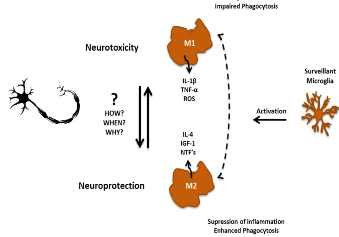 Figure I.5. Microglia’s shift from surveillant to neuroprotective or neur otoxic in ALS is thought to be through  interaction with MNs