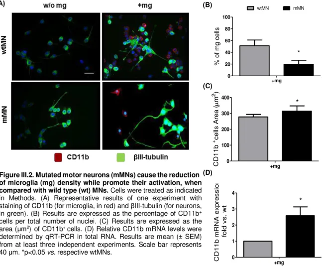 Figure III.2. Mutated motor neurons (mMNs) cause the reduction  of microglia (mg)  density  while  promote  their  activation,  when  compared with wild type (wt) MNs