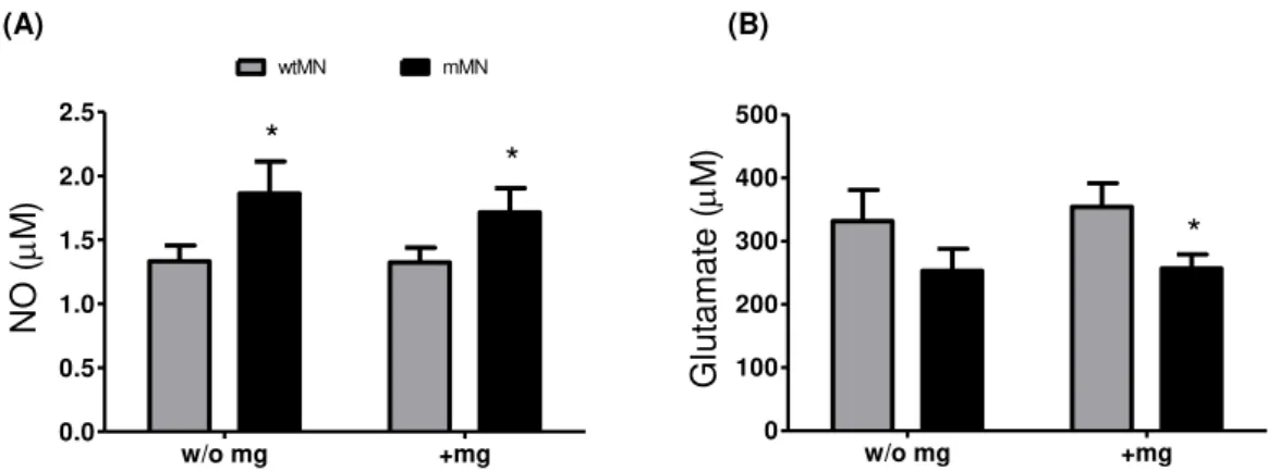 Figure III.3. Mutated motor neurons (mMNs), when compared with wild type (wt) MNs, increasingly produce  NO, independently of the presence of microglia (mg), and release less glutamate, an effect aggravated by  mg