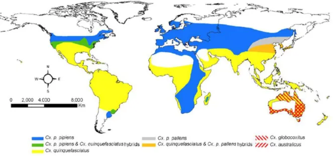 Figure  1.1  -  Global  distribution  of  Cx.  pipiens  complex  mosquitoes.  Geographic  range  for  Cx