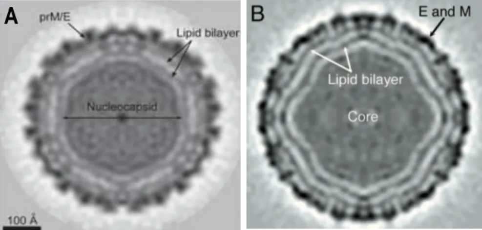 Figure  1.4  -  Structures  of  dengue  and  West-Nile  viruses  determined  by  cryo-electron  microscopy