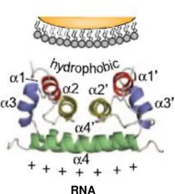 Figure  1.5  -  Dimer  structure  of  Flavivirus  C  proteins.  The  four  α  helices  (α1  to  α4)  are  indicated  in  each  monomer