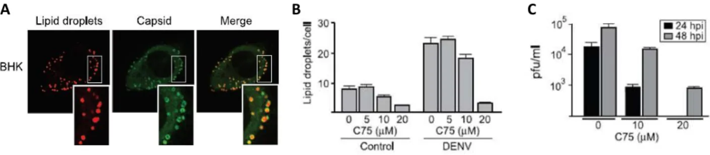 Figure  1.7  -  Interaction  of  DENV  C  protein  with  LDs  is  required  for  DENV  C  replication