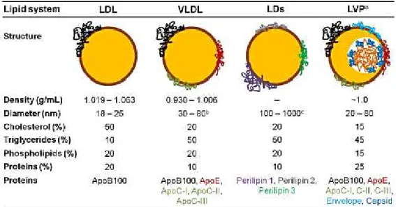 Table  1.1  - LDL,  VLDL,  LDs  and  LVP  structure  composition. The structure of all these systems is similar: a  core of neutral lipids is surrounded by a monolayer of polar lipids where specific proteins are embedded