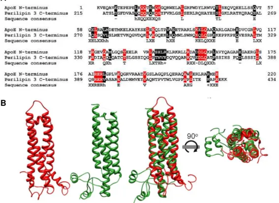 Figure  1.8  - Sequence and structural  similarity  between  apoE  N-terminus  and  perilipin  3  C-terminus