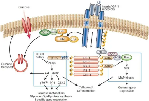 Figure 1.3  –  Schematic representation of Insulin signalling pathways. Binding of insulin to its receptor leads  to the phosphorylation of insulin receptor substract (IRS) originating the activation of several cascades like,  phosphatidylinositol  (PI3K),