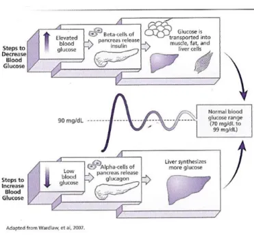 Figure  1.4  –   Schematic  representation  of  glucose  homeostasis.  Mechanisms  that  promote  blood  glucose  increase/decrease