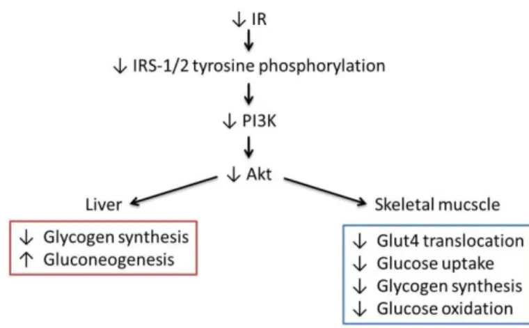 Figure  1.5  –   Alterations  in  insulin  signaling  pathways  that  contribute  to  insulin  resistance  in  the  insulin- insulin-sensitive  tissues,  liver  and  skeletal  muscle