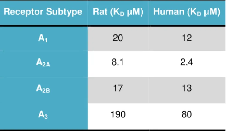 Table 1.1  –  Potency of caffeine at rat and human adenosine receptors subtypes (Adapted from Fredholm et  al., 1999) 