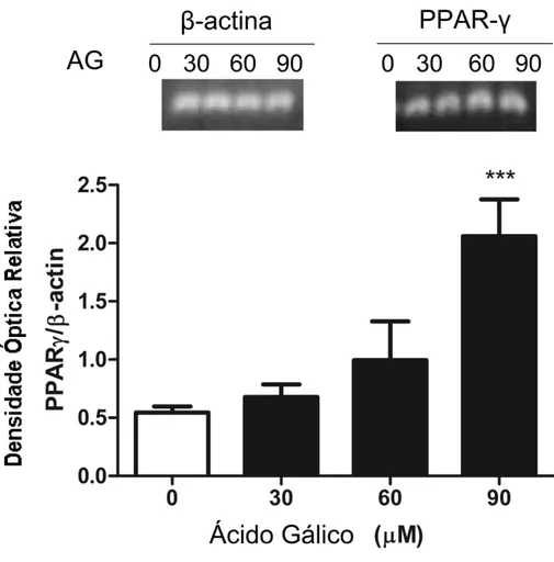 Figura  6  -  Efeitos  do  ácido  gálico  (AG)  sobre  a  expressão  de  mRNA  de  PPAR   em  células  GRX  tratadas  durante  24  h
