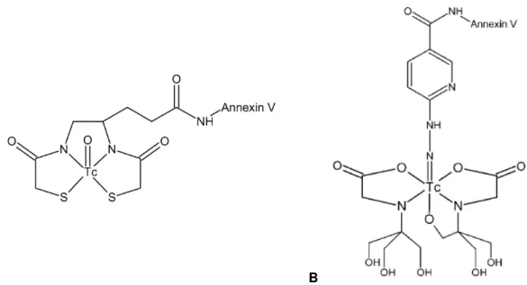 Figura  1.1  -  (A)  Estrutura  Química  da  99m Tc-BTAP-Anx  V.  (B)  Estrutura  Química  da  99m Tc-HYNIC-Anexina  V  usando a tricina como co-ligando