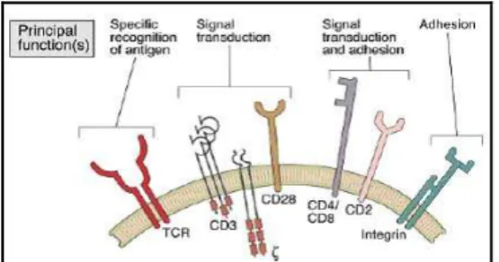 Fig. 1.2. –T lymphocyte receptors and accessory molecules. Adapted from Abbas et al., 6 th  edition, 2008