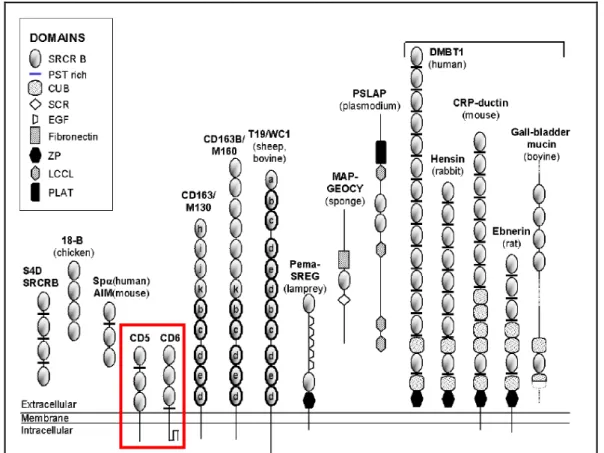 Fig. 1.4. – Schematic representation of group B SRCR-SF members. Proteins described in mammals,  unless indicated