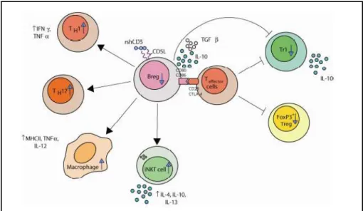 Fig. 1.7. – Summary of the observed and predicted changes in lymphocyte subpopulations in  rshCD5Tg mice