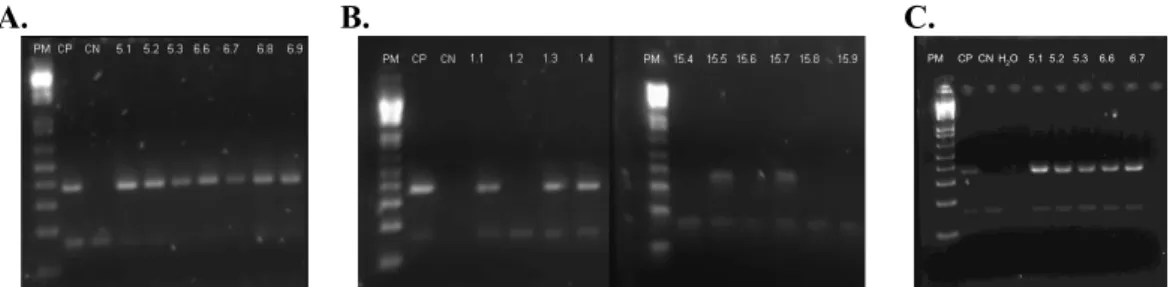 Fig. 3.1 – Illustration of agarose electrophoresis gels obtained from the DNA screening of rshCD5 transgenic  and non-transgenic mice by PCR