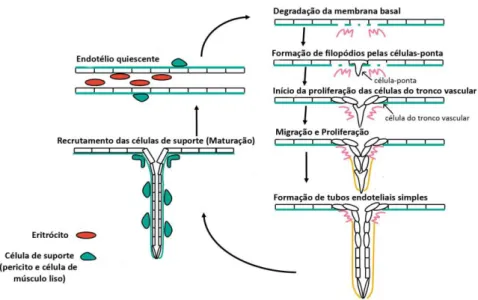 Figura nº 1.3 - Mecanismo da angiogénese. Adaptado (Dufraine et al., 2008)