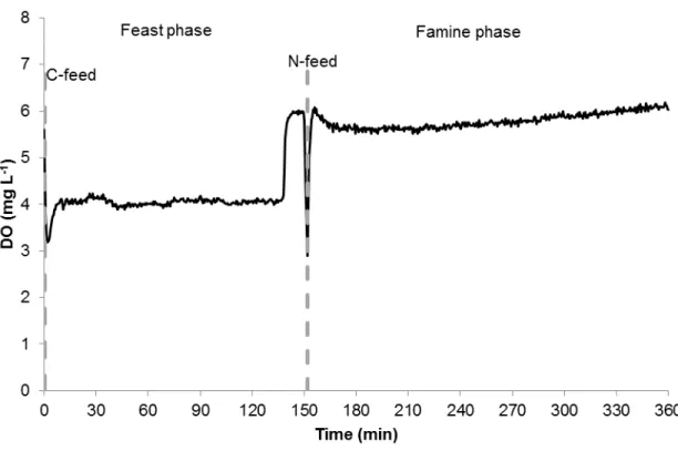 Figure 4.2  –  Feast phase duration of the daily measured cycle over the SBR operation period