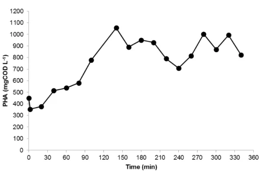 Figure  4.12  –   Trend of  PHA  content  in the  biomass  and  HV  content  in the  polymer  throughout  a typical  kinetic  test in the accumulation reactor with the microbial culture selected in the SBR operated at an OLR of 8.5 gCOD L 