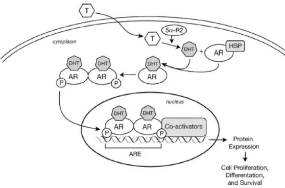 Figure 5. AR mode of action schematics. Conversion of testosterone to DHT by 5a reductase; binding of DHT to AR leads to its  dissociation  from  HSPs,  causing  dimerization  and  translocation  into  the  nucleus,  where  it  binds  to  specific  DNA  se