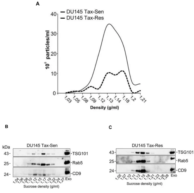 Figure  3.2:  Comparative  biochemical  characterization  of  exosomes  isolated  from  DU145  Tax- Tax-Sen and DU145 Tax-Res cells