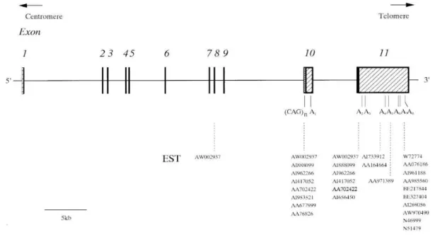 Figure 3. Genomic structure of ATXN3/MJD gene. Exons are numbered 1 to 11 and are  represented as boxes