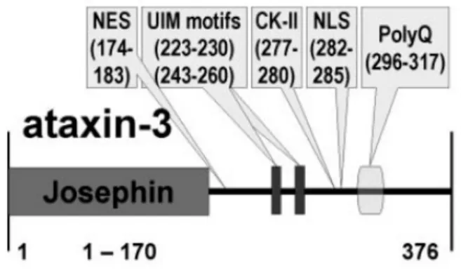 Figure 4. Protein architecture of human ataxin-3 (from Albrecht et al., 2004). 