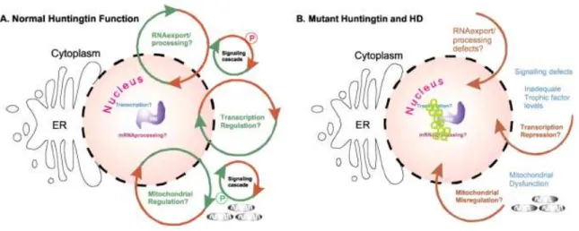 Figure  10.  Potential  biological  roles  of  huntingtin  protein  in  nucleocytoplasmic  transport
