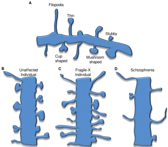 Fig.  I.4.  Schematic  representation  of  different  dendritic  spine  morphologies.  The  immature  morphologies are characterized by longer necks and smaller heads (e.g